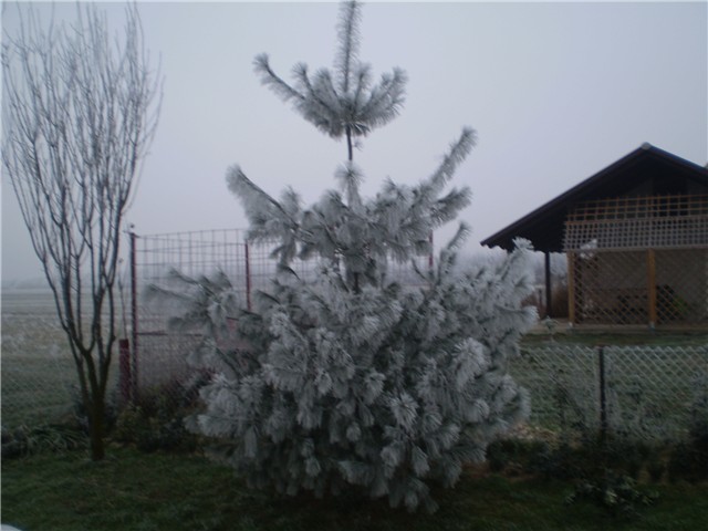 stara godina